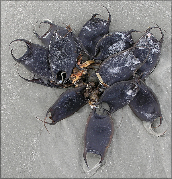 Skate Egg Cases Mermaids Purses 